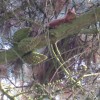 Is The Red Squirrel Reproducing On Killiney Hill?