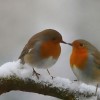 Irish Garden Bird Survey will be starting on Monday the 4th of December!