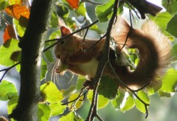 Red Squirrel eating nuts in tree on Killiney Hill, South County Dublin September 2013
