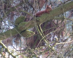 Red Squirrel in trees in Killiney during September 2013